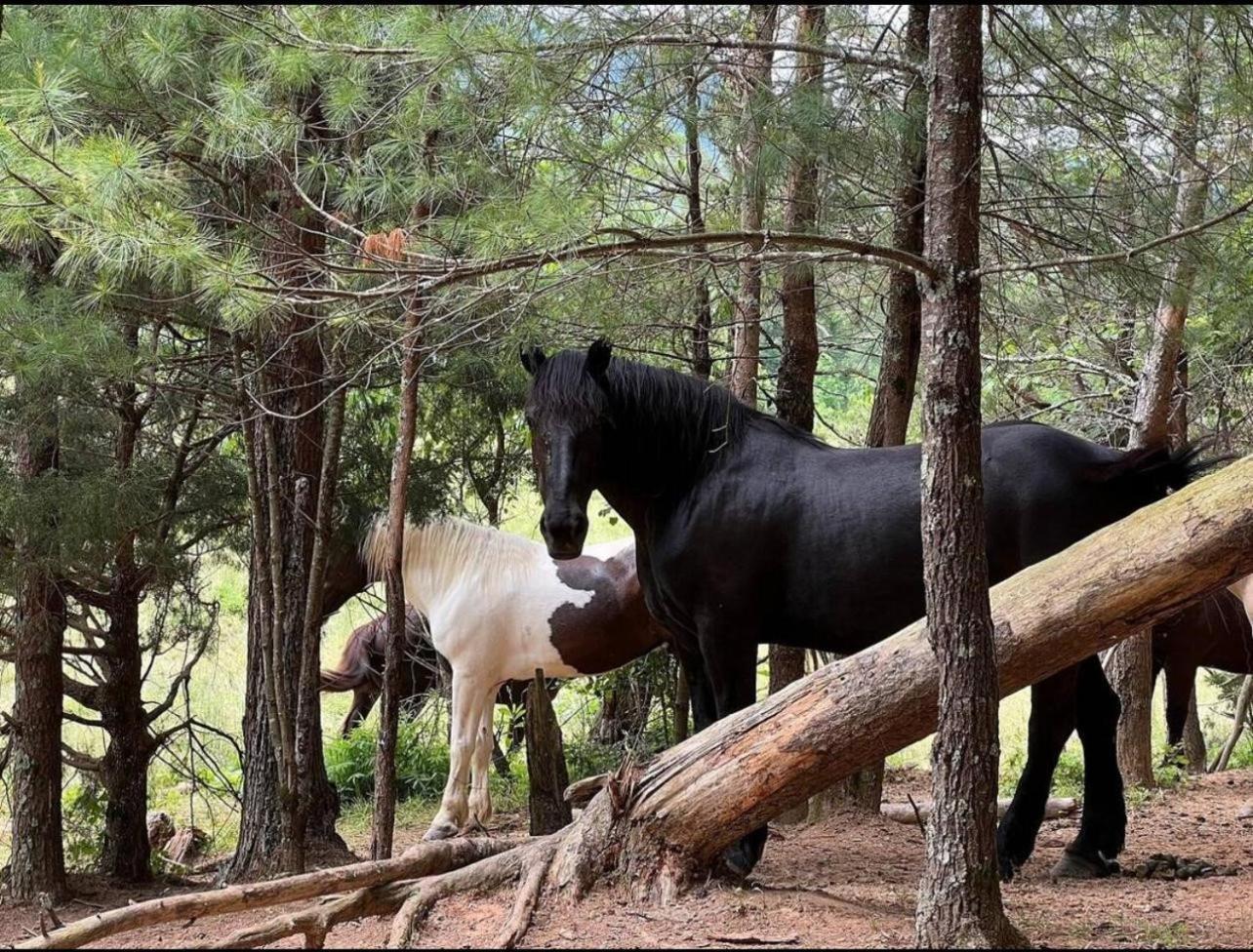 Emerald Woods Pigeon Forge Ngoại thất bức ảnh